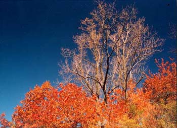 blue_and_orange blue_and_orange