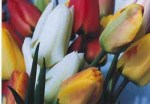 bouquetoftulips