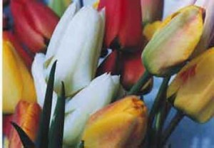 bouquetoftulips