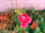 raspberry_rose