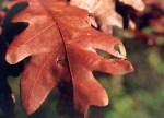 red_leaf