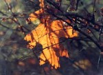 yellow_leaf