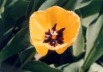 yellow_tulip